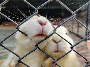 Close-up of rabbit in cage