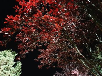 Low angle view of trees at night