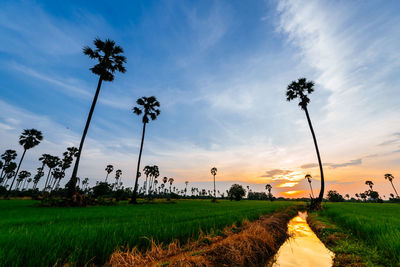 Scenic view of palm trees on field against sky at sunset