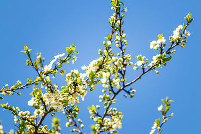 Low angle view of tree against clear blue sky