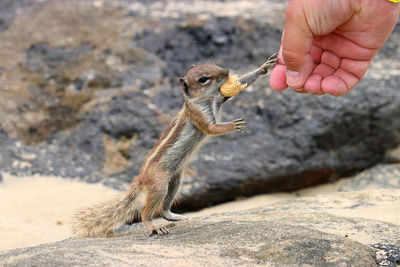 Squirrel on rock