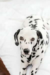 Close-up portrait of dog on bed