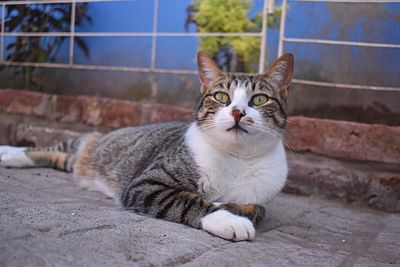 
this fat kitty posing for the picture // nikon d3500 