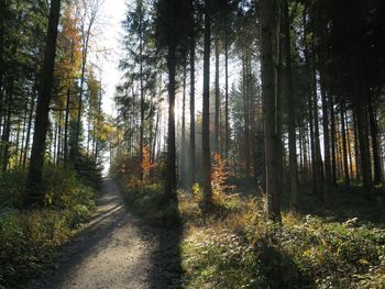 View of trees in forest