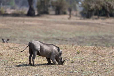 Warthog standing on field