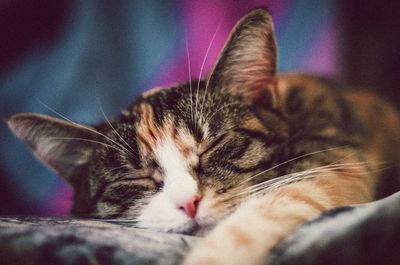 Close-up of cat sleeping at home