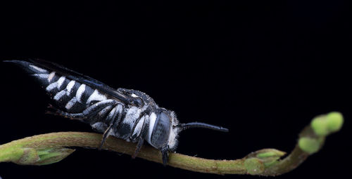 Close-up of insect perching on black background