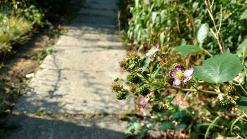 Close-up of flowering plants on footpath