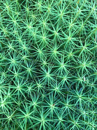 Full frame shot of succulent plants