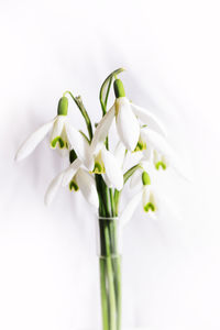 Close-up of white flowering plant