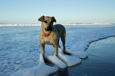 View of a dog on beach