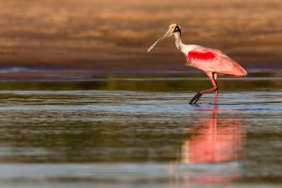 Bird perching on lake