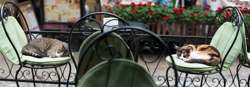 Close-up of cats on balcony