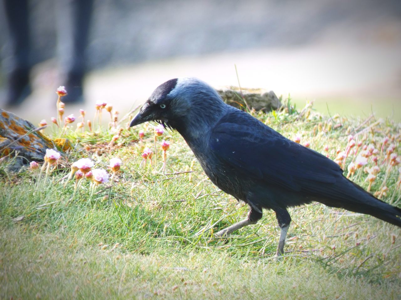animal, animal themes, bird, animal wildlife, crow-like bird, one animal, wildlife, grass, crow, raven, beak, plant, nature, black, eating, no people, food, blackbird, outdoors, day, full length, side view, selective focus, feeding, food and drink, animal body part
