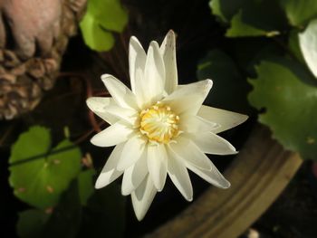 Close-up of white flower blooming outdoors