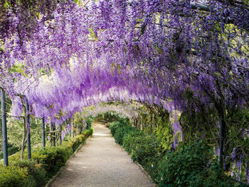 Scenic view of purple flowering plants on footpath