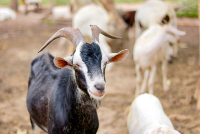 Portrait of goat on field