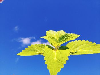 Close-up of yellow leaves against blue sky