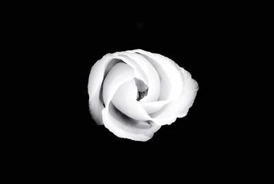 Close-up of white rose against black background