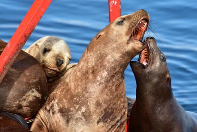 Close-up of sea lion