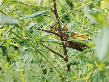 Close-up of insect on plant