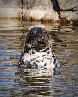 Close-up of seal swimming in lake