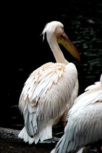 Close-up of pelican perching on lake