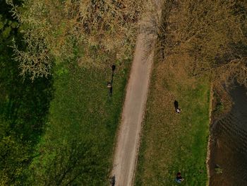 High angle view of sheep on field