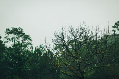 Low angle view of trees against clear sky