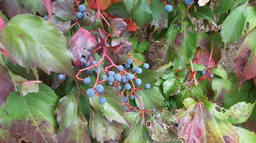 Close-up of grapes growing on tree