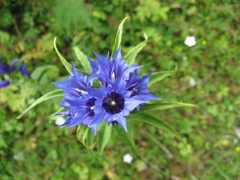 Close-up of purple flower blooming outdoors