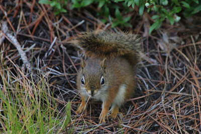 High angle view of squirrel on land