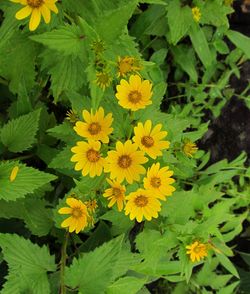 Close-up of yellow flowers blooming outdoors