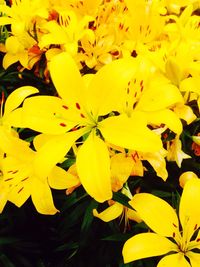 Close-up of yellow flower