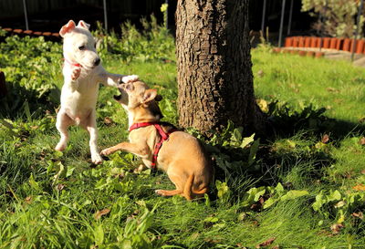 Dogs playing on grassy field