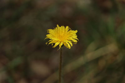 Close-up of yellow flowering plant