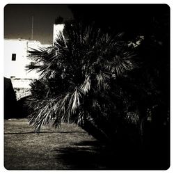 Low angle view of palm trees at night