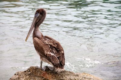 Bird perching on rock