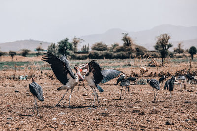 Flock of birds on field