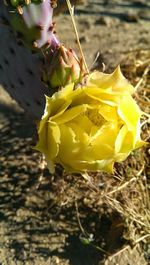 Close-up of yellow rose