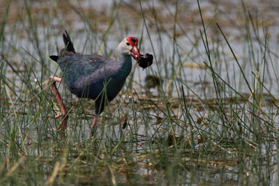 Bird carrying food while wading in lake