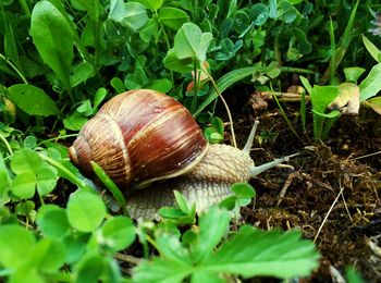 Close-up of snail on leaf