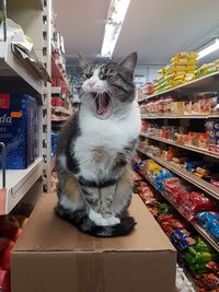 Cat yawning