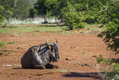 Wildebeest sitting on land