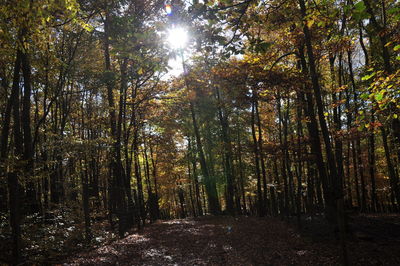 Low angle view of trees in forest against sky