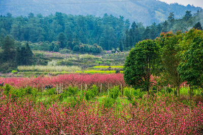 Plants growing on field