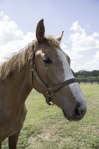 Close-up of horse on field against sky