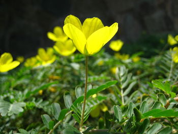 Close-up of yellow flower