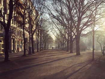 Footpath amidst bare trees in city