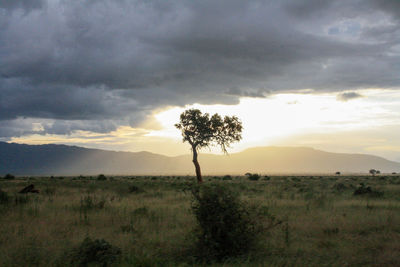 Trees on field against sky